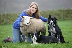 绵羊跟牧羊犬一起长大之后