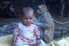 母猴将女婴当宝宝照顾