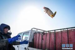 查干湖的“冬捕”