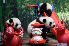 广州：三胞胎大熊猫过大年