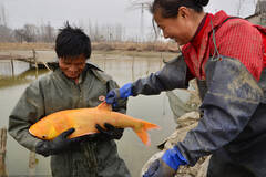 男子捕获罕见金红色鳙鱼 