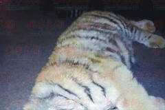 老虎受鞭炮惊吓 除夕夜从大厦11层跳下