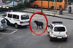 广东：脱缰牛被警车栓住“游街”找主人