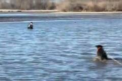 小狗营救被困主人画面