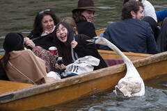 英国剑桥凶猛天鹅频频袭人