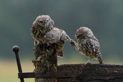 小猫头鹰“求抱抱”