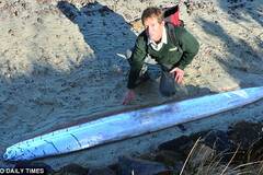 一条三米长的鱼