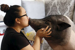 北京女孩与170斤宠物猪同吃同住