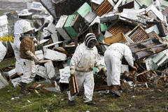 一辆载有448箱蜜蜂的货车翻车了