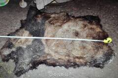 云南大熊猫遭猎杀