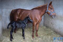 代孕马生下“汗血马驹”