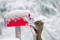 后院里的小松鼠