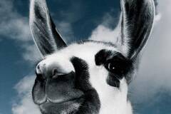 英国摄影师拍动物大头照