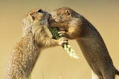 两吃货松鼠抢最后一个麦穗