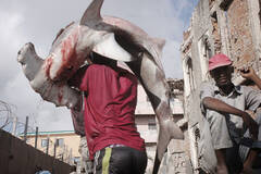 索马里人不做海盗改打渔 获丰收