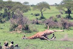 偷猎行为猖獗 非洲长颈鹿濒临绝种