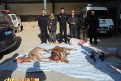 3名甘肃男子为吃野味枪杀梅花鹿