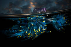 海洋里的致命水母