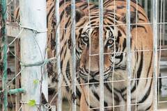 老挝度假村为吸引中国游客出售老虎肉