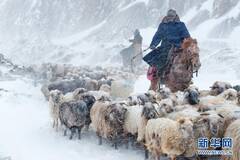 新疆：40万头牲畜大转移