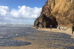 美国西北海岸大批水母“登陆”