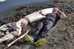 巨型鱿鱼现新西兰海滩 