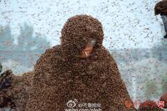 山东男子挑战百万蜜蜂蛰身