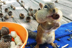 贴秋膘的金花鼠