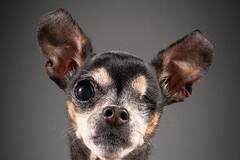 上了岁数的“老狗”肖像