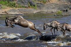 角马被鳄鱼吃掉之前