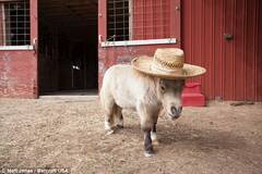 长不大的马明星