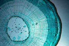 摄影师拍显微镜下的世界