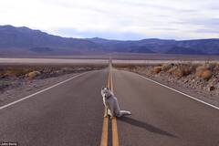 带着狗狗去旅行