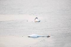 小天鹅目睹母亲溺死后自尽