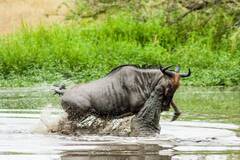 非洲河马为救牛羚与鳄鱼勇敢搏斗