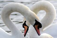 情人节天鹅秀恩爱