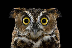 猫头鹰肖像特写