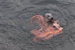 海豹活吞巨型章鱼