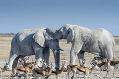 草原上的“白象”