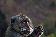 双手合十虔诚祈祷的猕猴