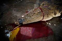 为了美味，他们杀了所有能杀的动物