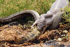 巨蟒生吞鳄鱼全程