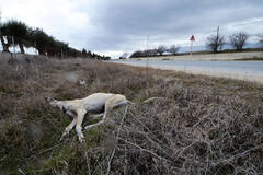 西班牙灰狗的悲哀