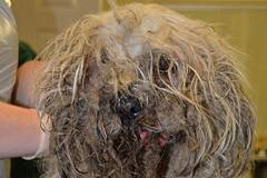 流浪狗被救助前后的对比照