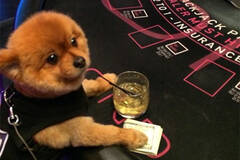 富豪晒爱犬“奢侈生活”