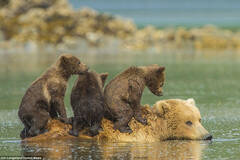 熊妈当船驮着3只熊崽过河