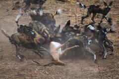 晚餐争夺战：野狗VS土狼群