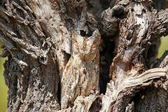 猫头鹰的超强伪装术