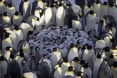 帝企鹅父母寒风中抱团守护幼崽