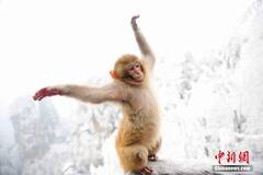 湖南张家界猕猴雪中伸懒腰卖萌